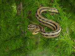 Elaphe quadrivirgata