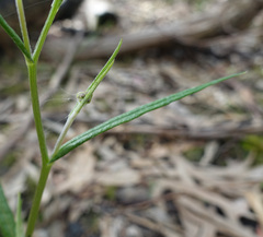 Senecio phelleus