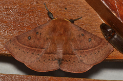 Anthela rufifascia
