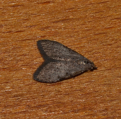 Nola pleurosema