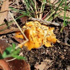 Phaeohelotium baileyanum
