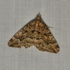 Epyaxa agelasta