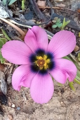 Moraea versicolor