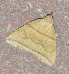 Herminia grisealis