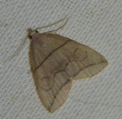Herminia grisealis