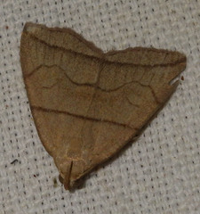 Herminia grisealis