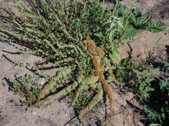 Amaranthus fimbriatus