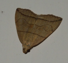 Herminia grisealis