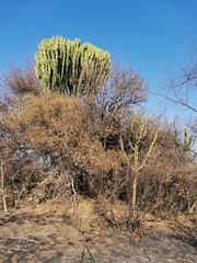 Euphorbia ingens
