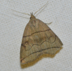 Herminia grisealis
