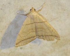 Herminia grisealis