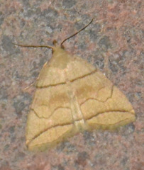 Herminia grisealis