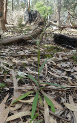Senecio phelleus