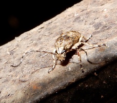 Phloeobius