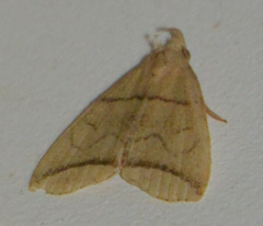 Herminia grisealis