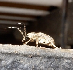 Phloeobius
