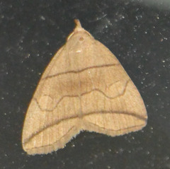 Herminia grisealis