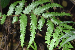 Woodwardia japonica