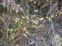 Solanum aculeatissimum