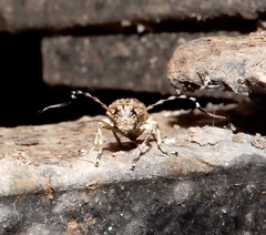 Phloeobius