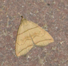 Herminia grisealis