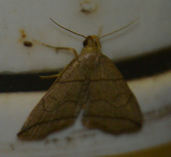 Herminia grisealis