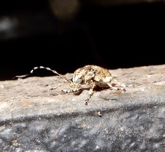 Phloeobius