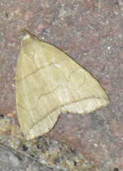 Herminia grisealis