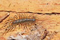 Allothereua maculata