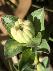 Pimelea humilis