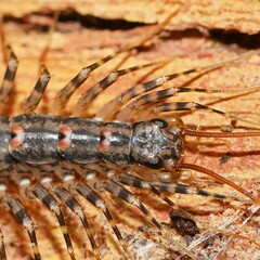 Allothereua maculata