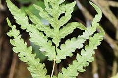 Woodwardia japonica