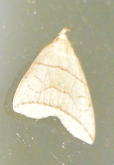 Herminia grisealis