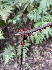 Anthracophyllum archeri