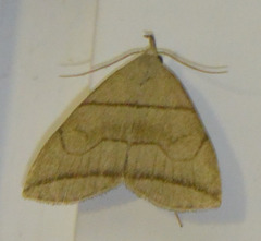 Herminia grisealis