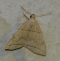 Herminia grisealis