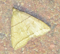 Herminia grisealis
