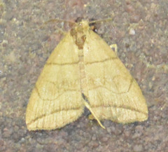 Herminia grisealis