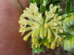 Pimelea octophylla