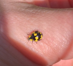 Illeis galbula