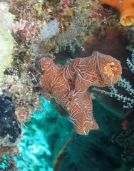 Clathria mima