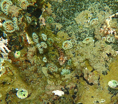 Parablennius tasmanianus