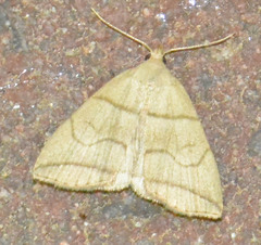 Herminia grisealis