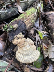 Ganoderma megaloma