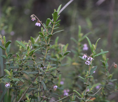 Thomasia petalocalyx