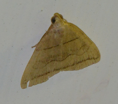 Herminia grisealis