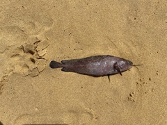Lotella rhacina