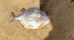 Anoplocapros inermis