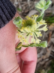 Pimelea octophylla