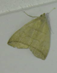 Herminia grisealis